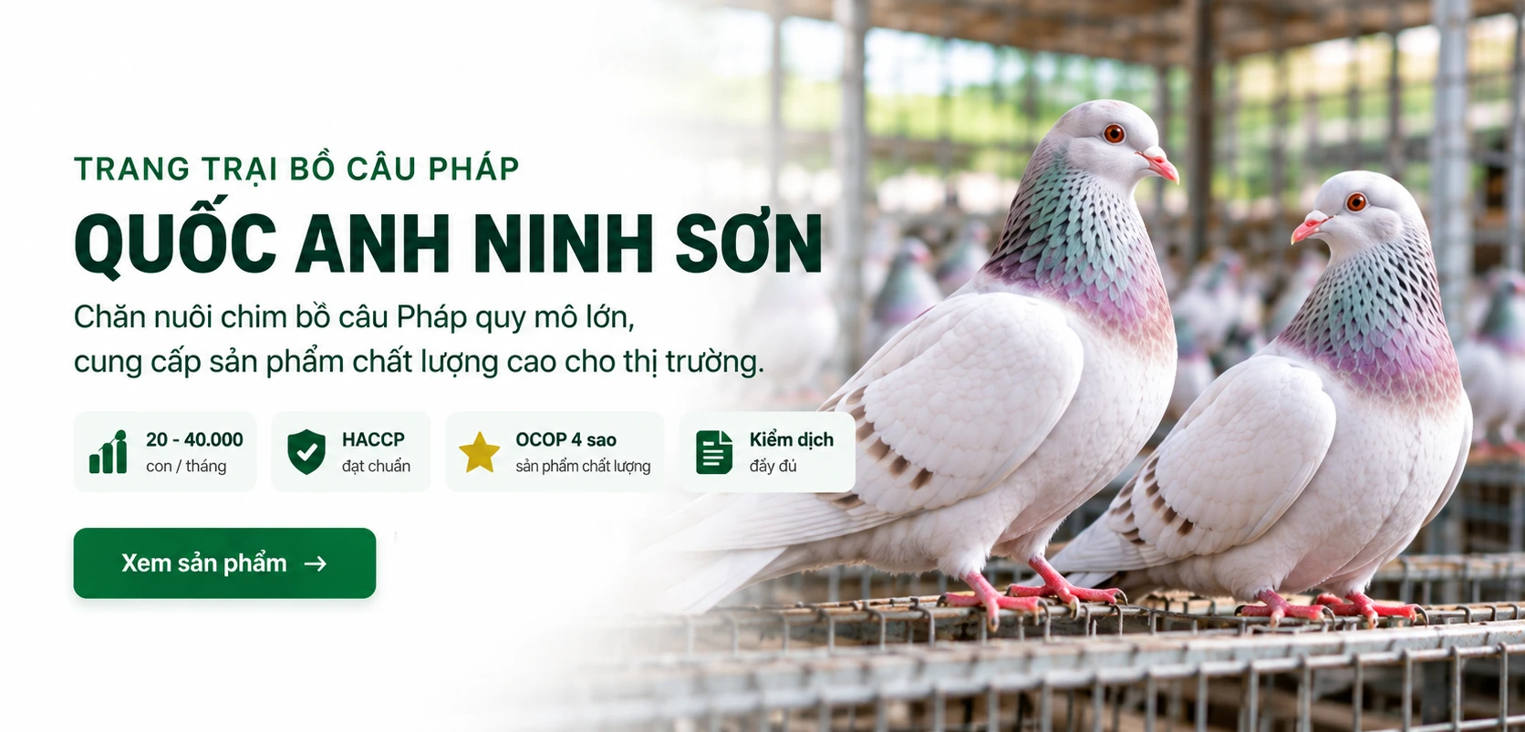 banner quoc anh