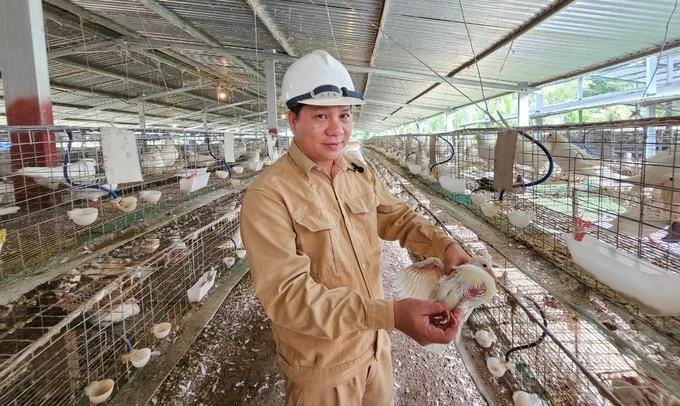 Quy mô trang trại bồ câu